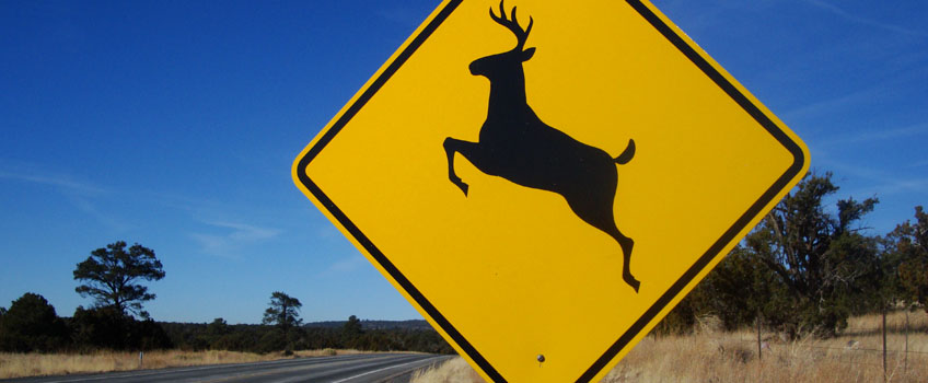 When Deer and Cars Collide, Damage and Injuries are Likely 