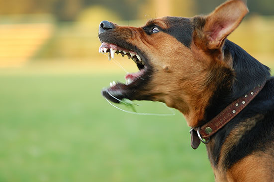 Dog Bite Victim Compensation